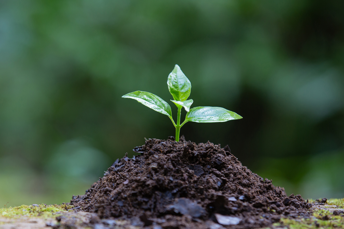 Крахмал из зерен